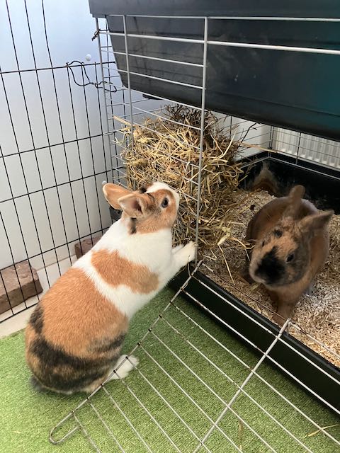 Twee konijntjes